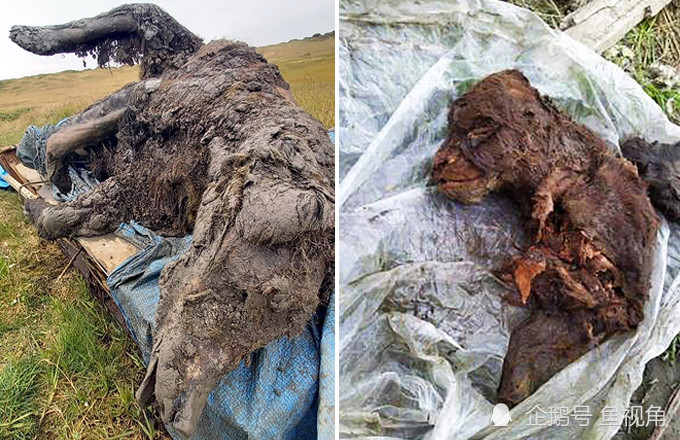 9万年前的一对洞熊,软组织完好,科学家:具世界重要性!_腾讯新闻