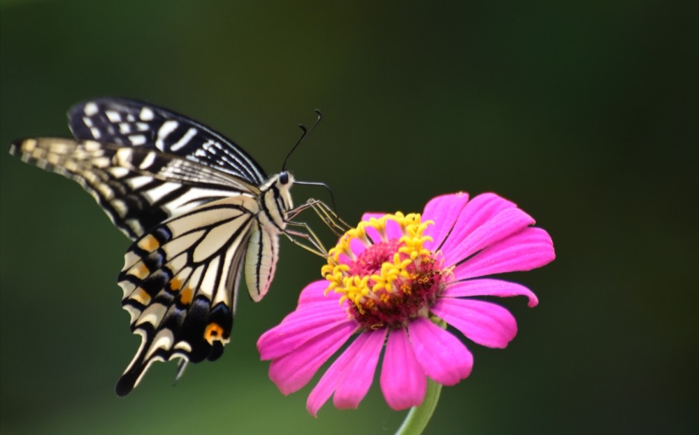 蹁跹起舞的蝴蝶精灵