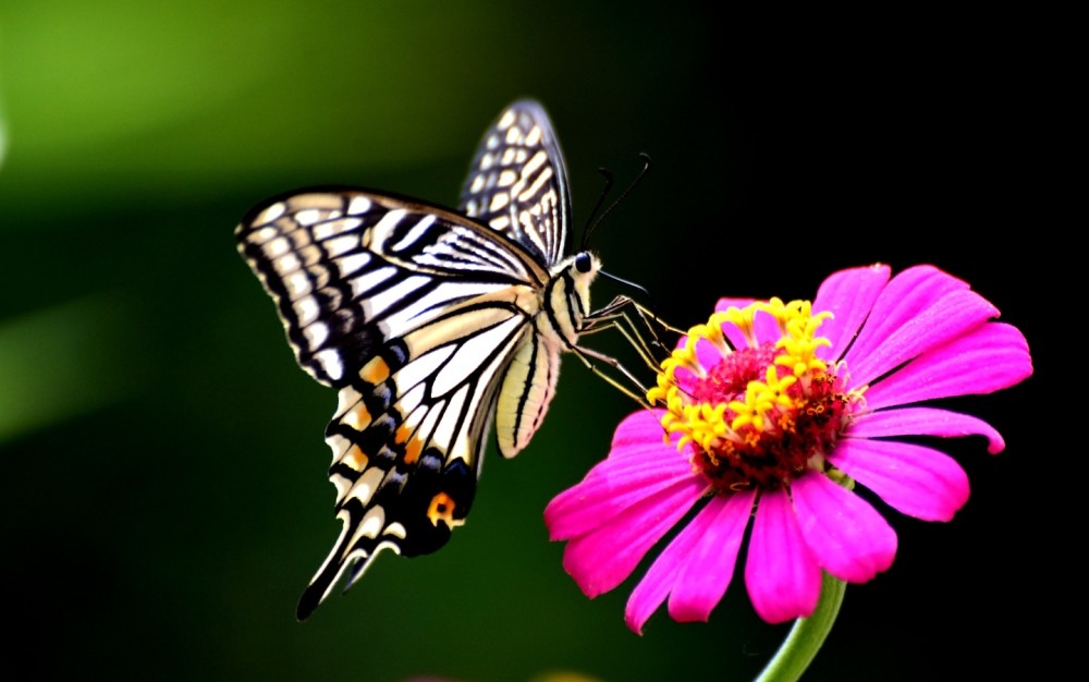 蹁跹起舞的蝴蝶精灵