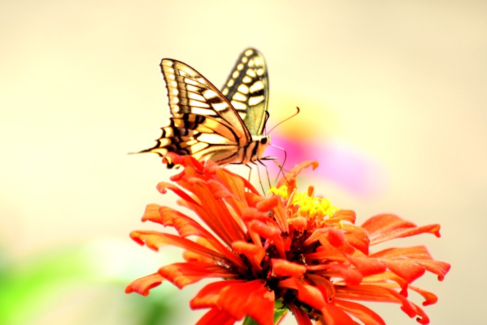 蹁跹起舞的蝴蝶精灵