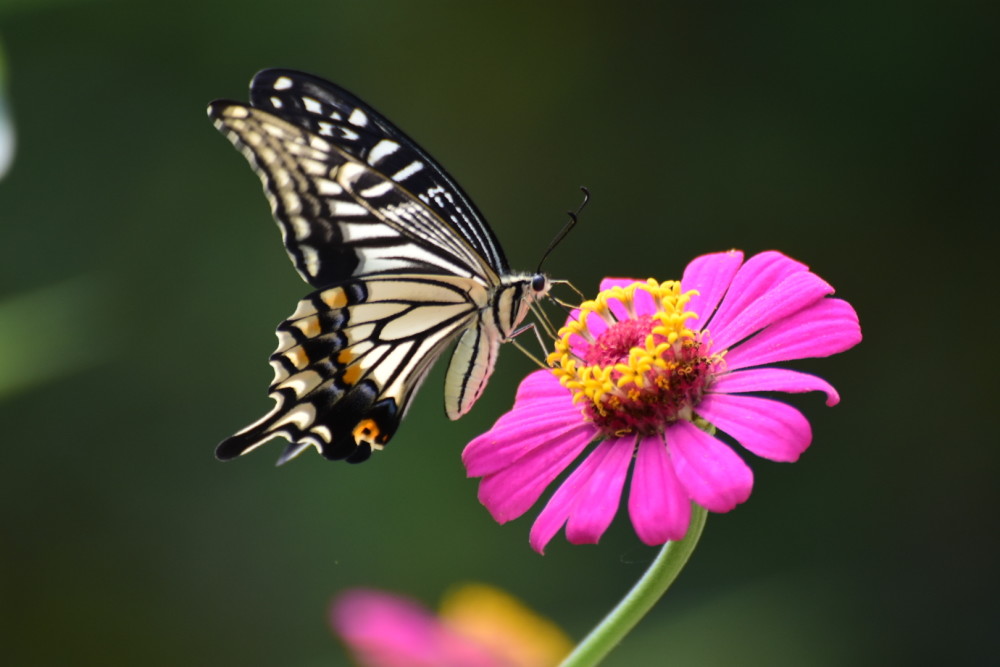 蹁跹起舞的蝴蝶精灵