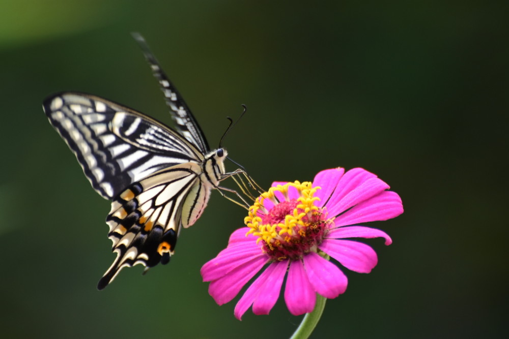 蹁跹起舞的蝴蝶精灵