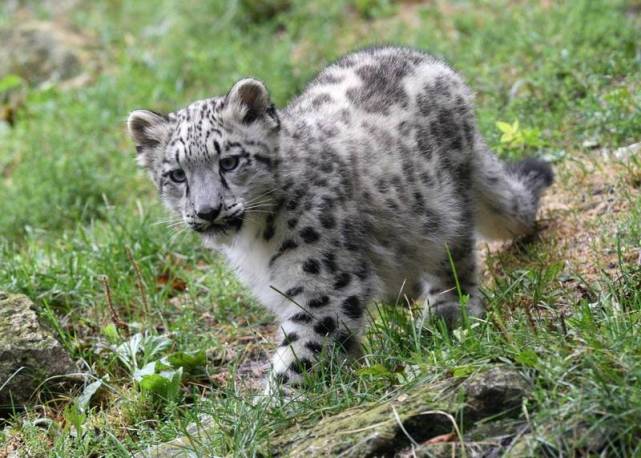 萌到爆芝加哥動物園小雪豹首次亮相遊客看了差點被融化