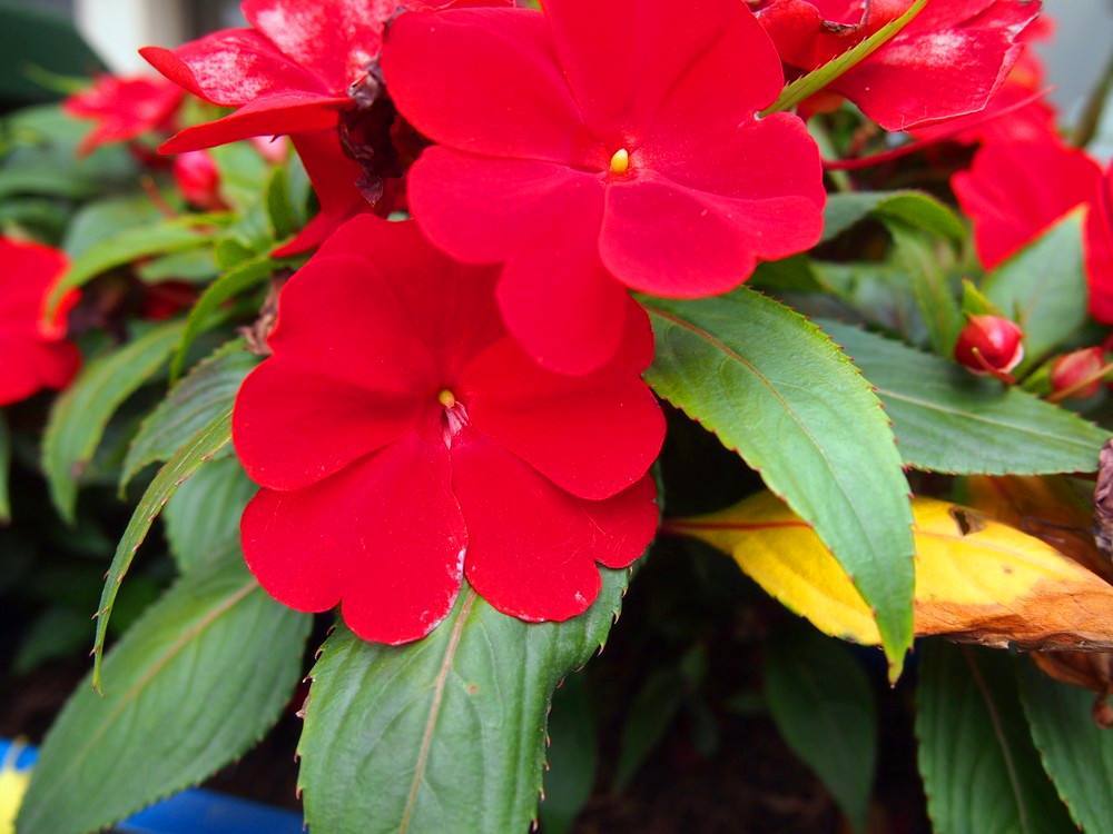 何氏凤仙(何氏凤仙花)