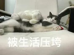 吴谨言|吴谨言新剧遭吐槽，人设浮夸不真实，剧情狗血毁三观