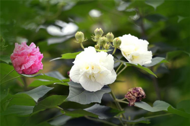 秋花绚烂木芙蓉 不能错过的名家木芙蓉诗词7首 看醉你 腾讯新闻