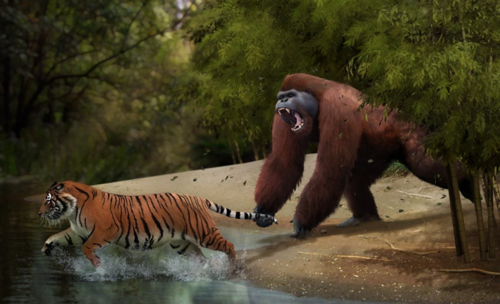 银背大猩猩和老虎有什么不一样两者相斗谁会赢