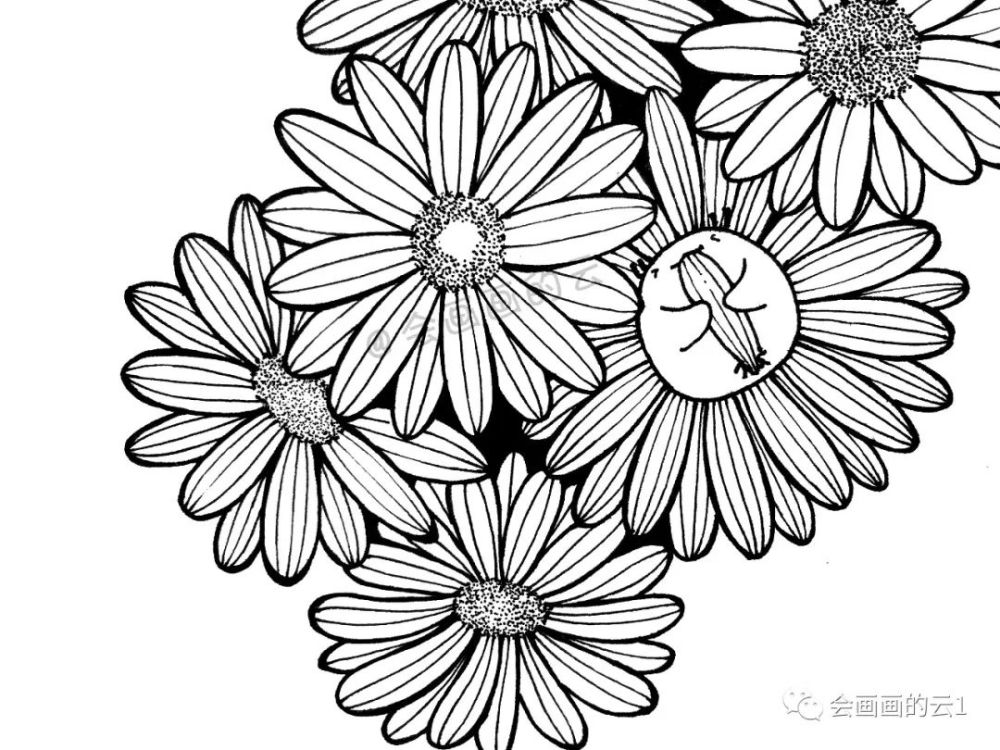 线描|线描雏菊，感觉可爱到溢出屏幕了