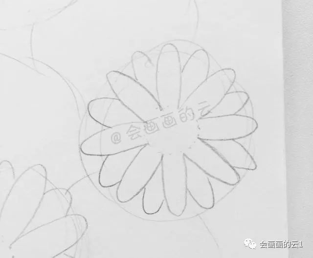 线描|线描雏菊，感觉可爱到溢出屏幕了