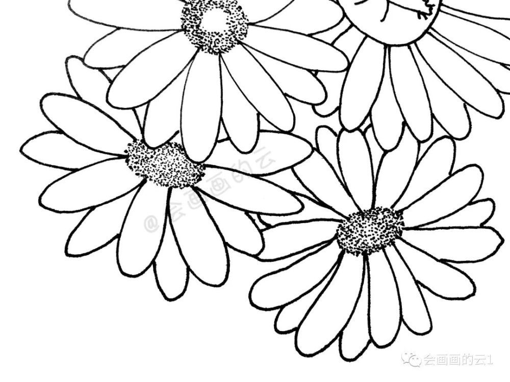线描|线描雏菊，感觉可爱到溢出屏幕了