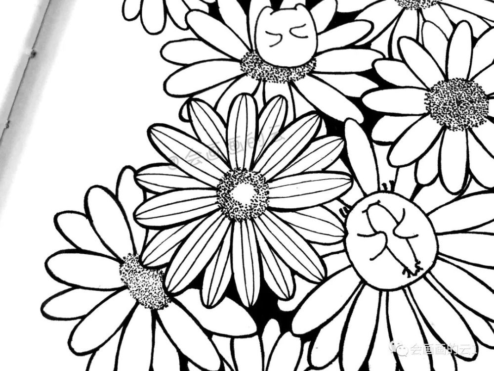 线描|线描雏菊，感觉可爱到溢出屏幕了