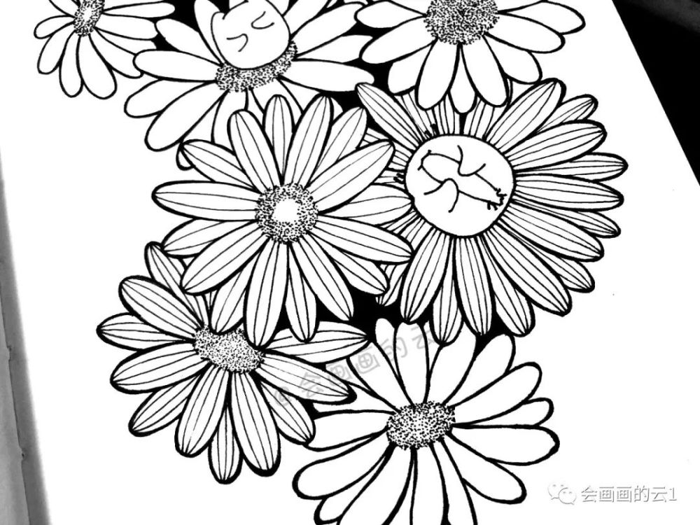 线描|线描雏菊，感觉可爱到溢出屏幕了