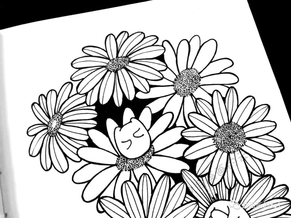 线描|线描雏菊，感觉可爱到溢出屏幕了