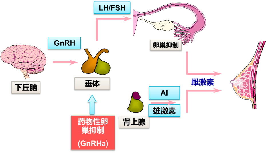 通過負反饋作用於垂體,抑制促黃體生成素產生,使雌激素水平下降,從而