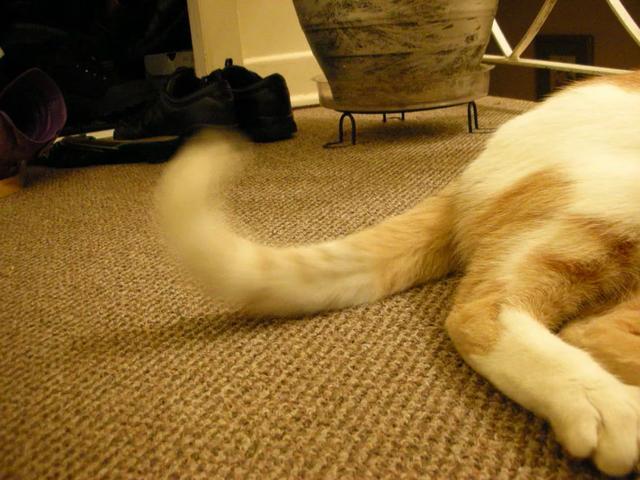 猫大幅度摇尾巴图片