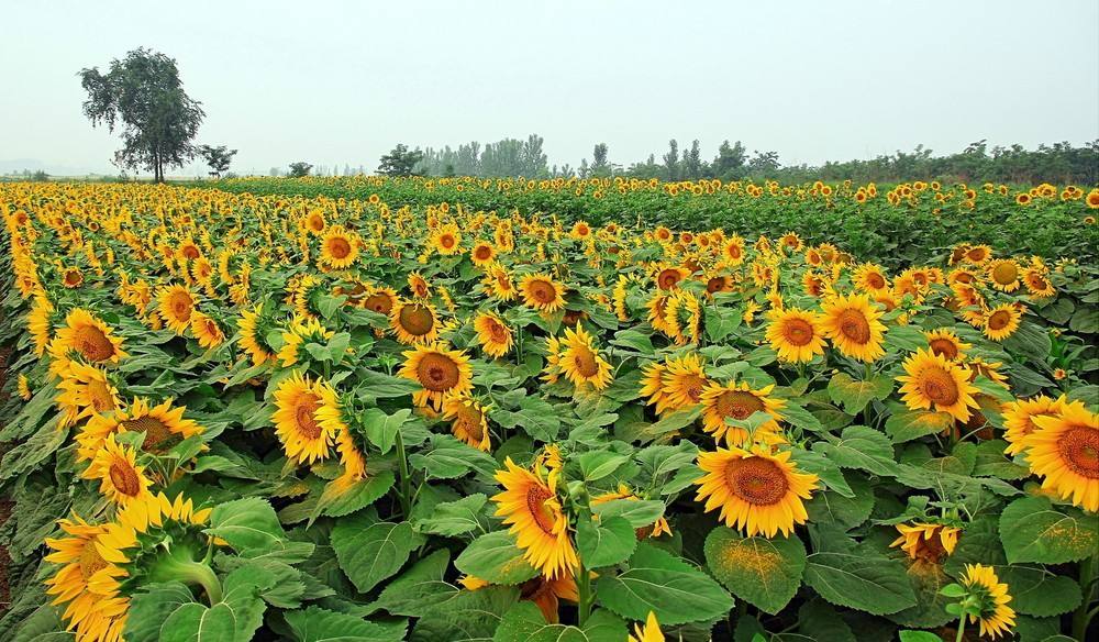 农村|农村俗话：“油见油，年年愁；瓜见瓜，没钱花”，为啥？有道理吗