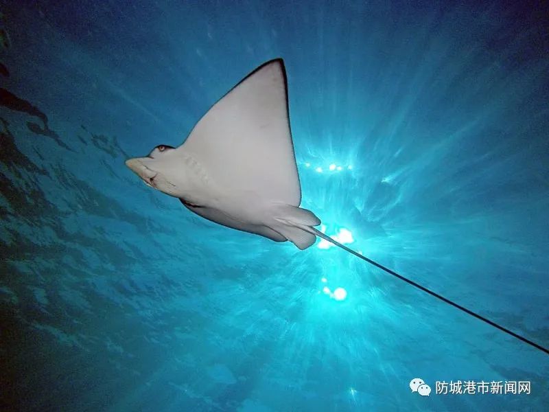 鳐鱼.(图片来源网络)