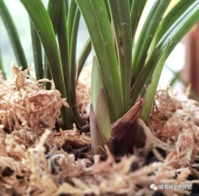 兰花每次抽新芽 一不注意就枯芽 盆面铺水苔保湿有作用吗 腾讯网