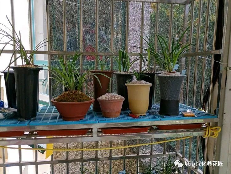 兰花每次抽新芽 一不注意就枯芽 盆面铺水苔保湿有作用吗 腾讯新闻