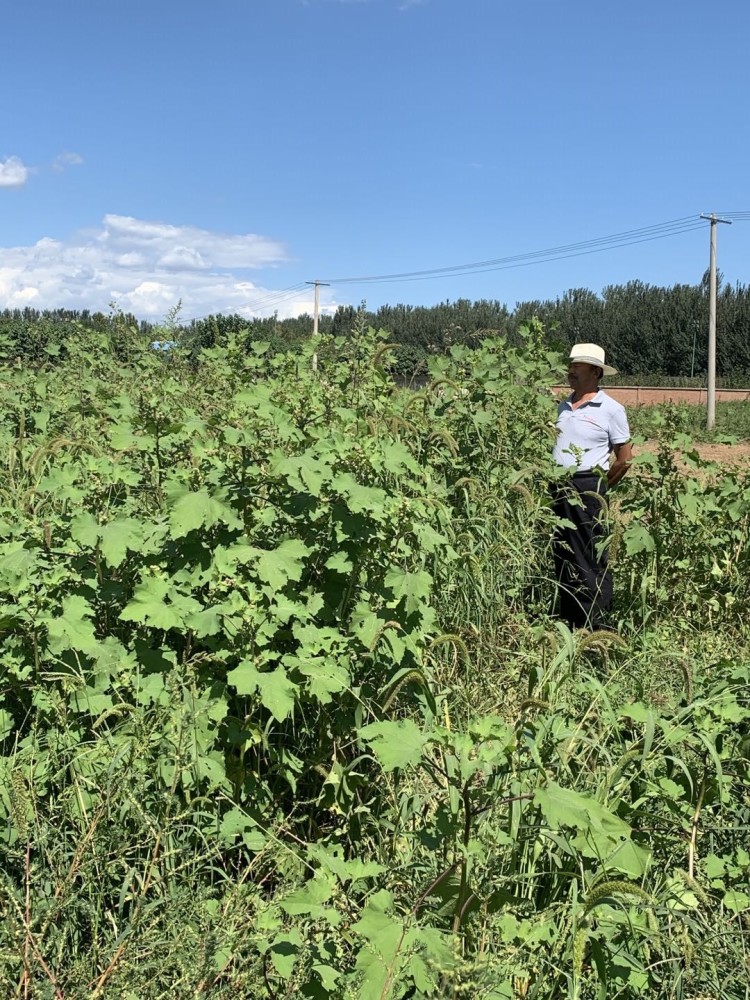 农用地|说好的复耕呢？京郊百亩农用地仍只见野草不见苗