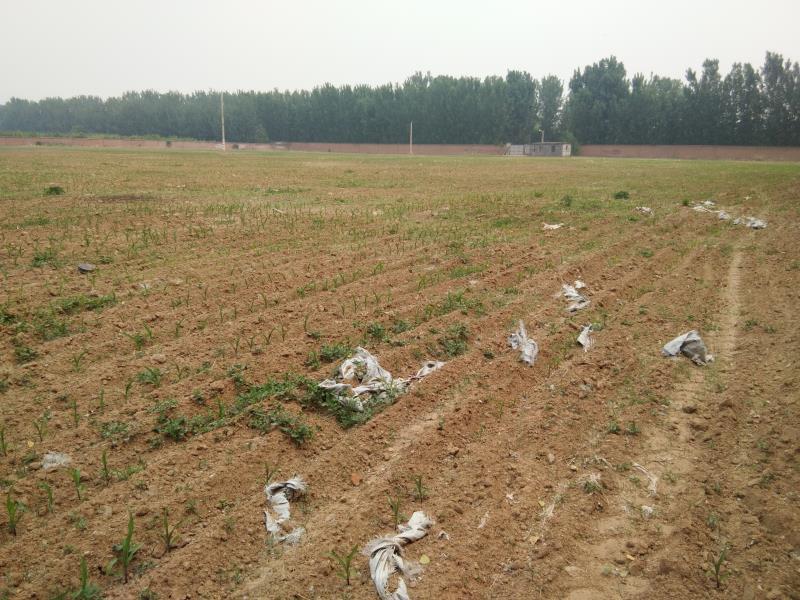 农用地|说好的复耕呢？京郊百亩农用地仍只见野草不见苗