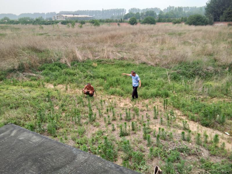 农用地|说好的复耕呢？京郊百亩农用地仍只见野草不见苗