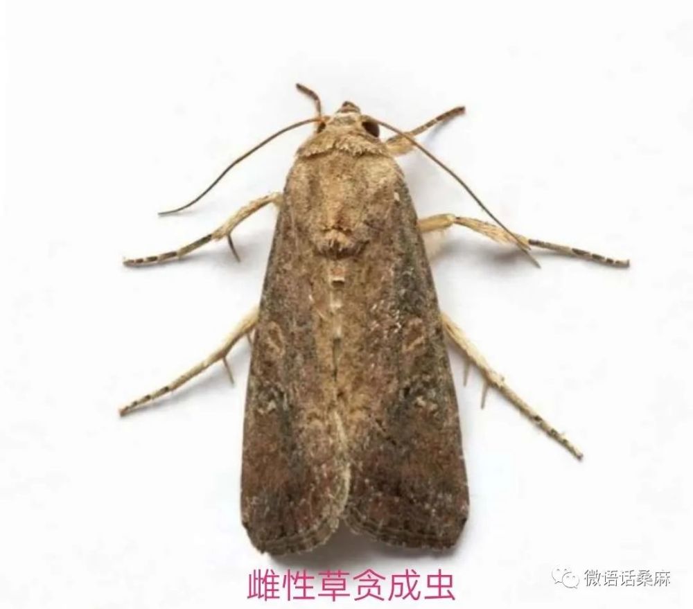 丰南首次发现草地贪夜蛾 腾讯新闻