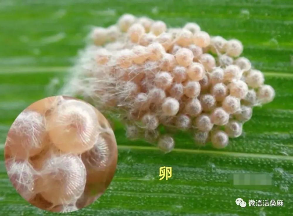 丰南首次发现草地贪夜蛾