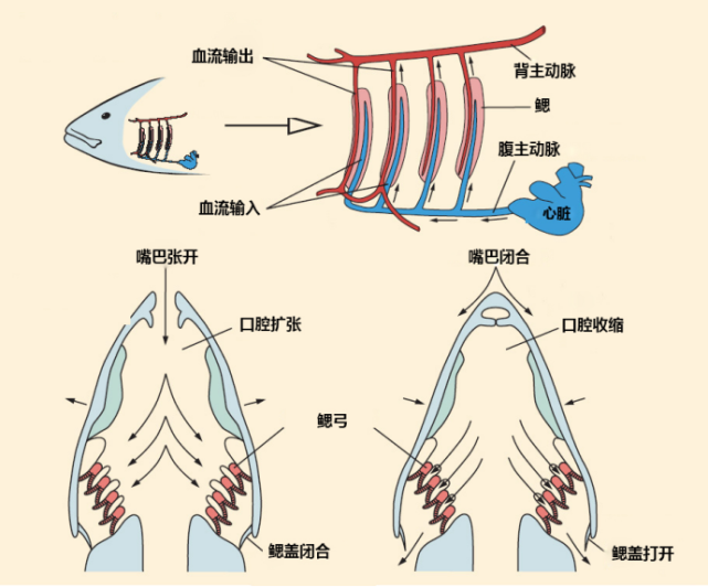离开水也能存活的鱼 它们是这样呼吸的 鱼类 呼吸器官 血管 鳃小片