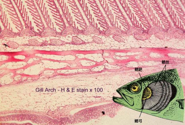 离开水也能存活的鱼 它们是这样呼吸的 血管 鳃小片 鱼类 呼吸器官
