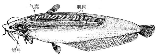 离开水也能存活的鱼 它们是这样呼吸的 血管 鳃小片 鱼类 呼吸器官