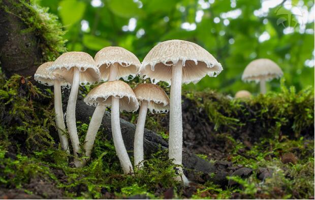 荒野维生野菜系列白黄小脆柄菇