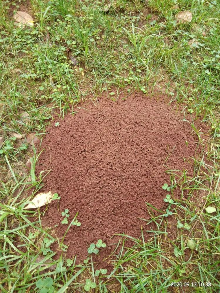 红火蚁卵图片