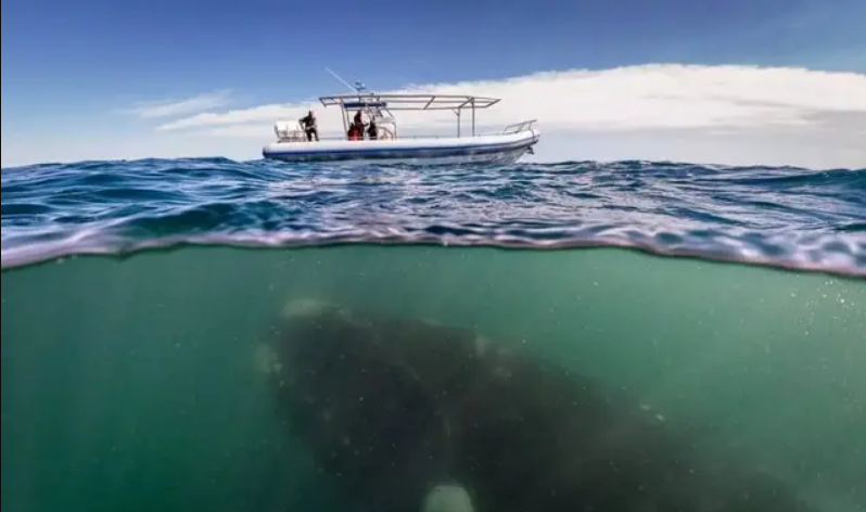 深海恐惧症所害怕的深海图片 腾讯新闻