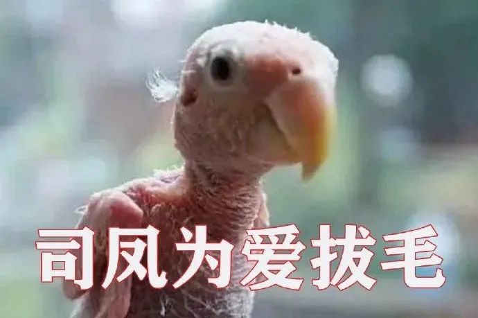 禹司凤|这对CP甜了那么久，最后还是翻车了？