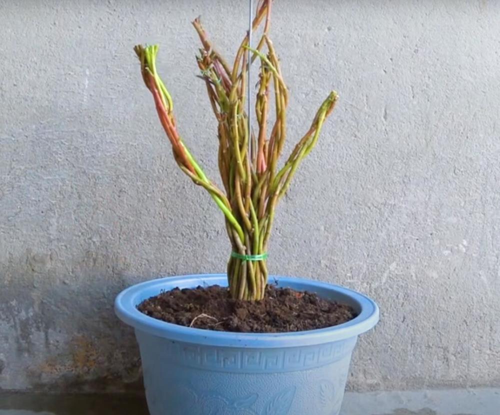 太陽花當盆景樹養與眾不同檔次蹭蹭上升