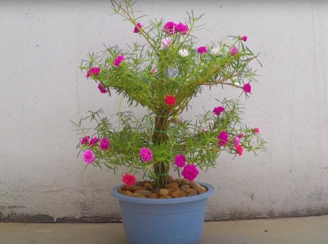 介绍如何让盆栽太阳花提升一个档次,也就是把太阳花做"盆景树"造型