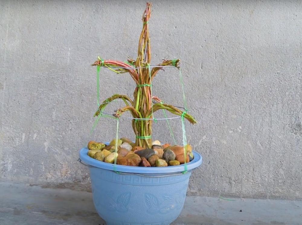 太阳花当盆景树养与众不同档次蹭蹭上升