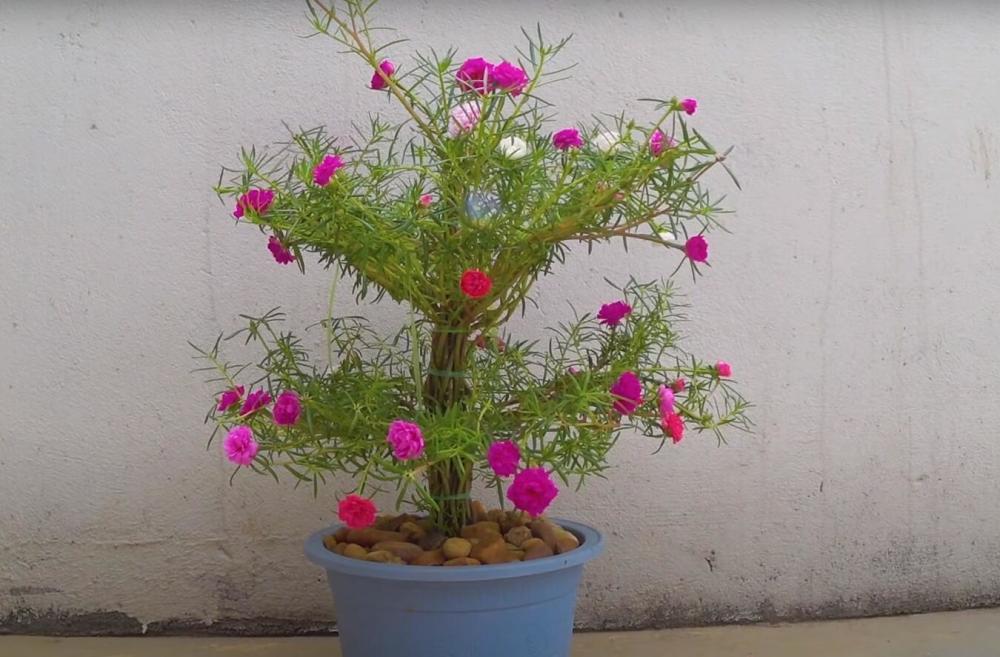 太阳花当"盆景树"养,与众不同,档次蹭蹭上升!