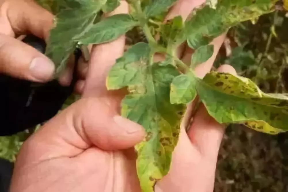 5类农药容易出现药害!怎么安全使用?必须知道!