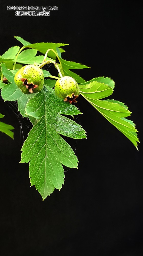 金行博览:北京所见的山楂