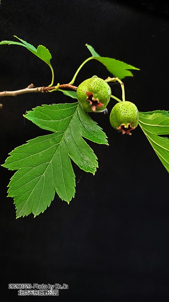 金行博览:北京所见的山楂