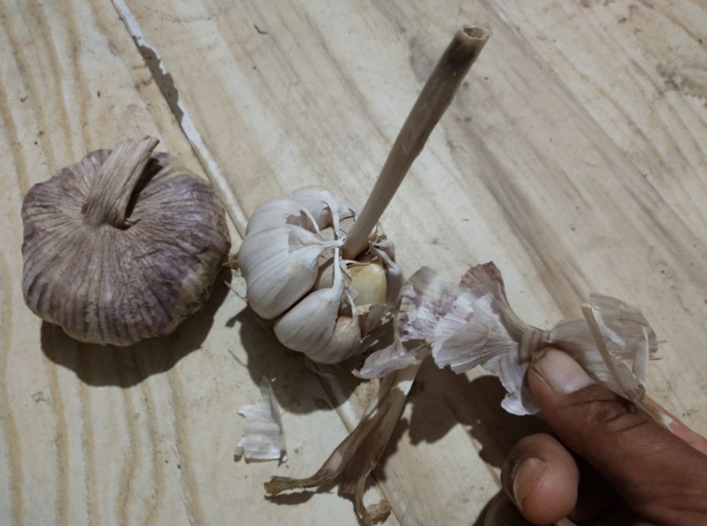 大蒜|大蒜皮能有什么用？教你这样处理的方法，变废为宝，大家争着要