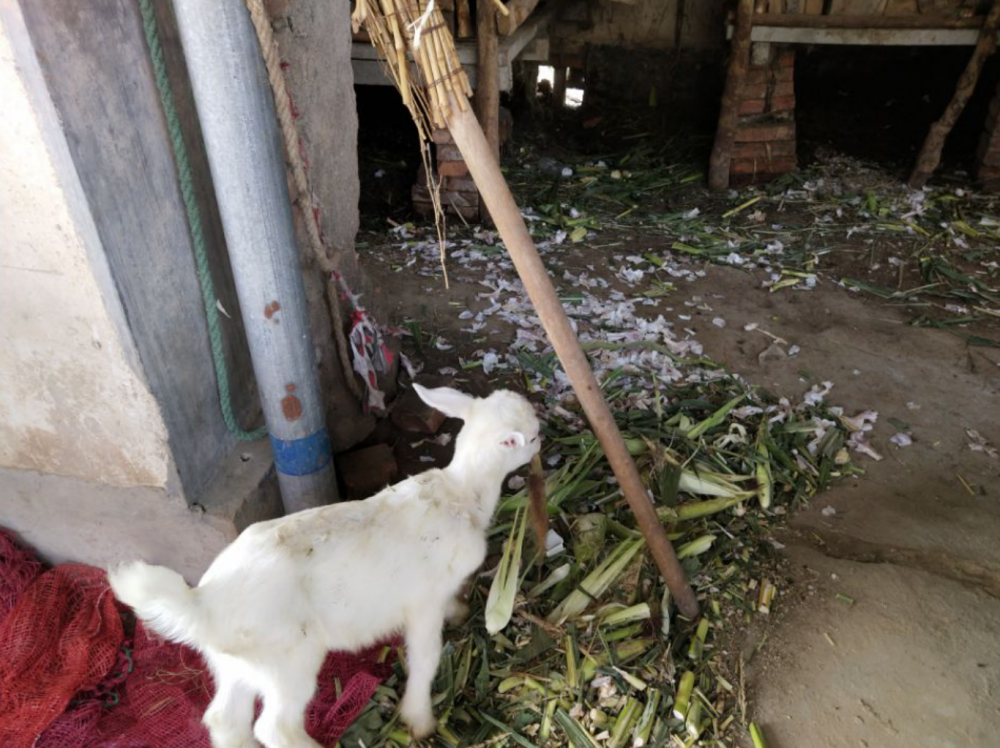 大蒜|大蒜皮能有什么用？教你这样处理的方法，变废为宝，大家争着要