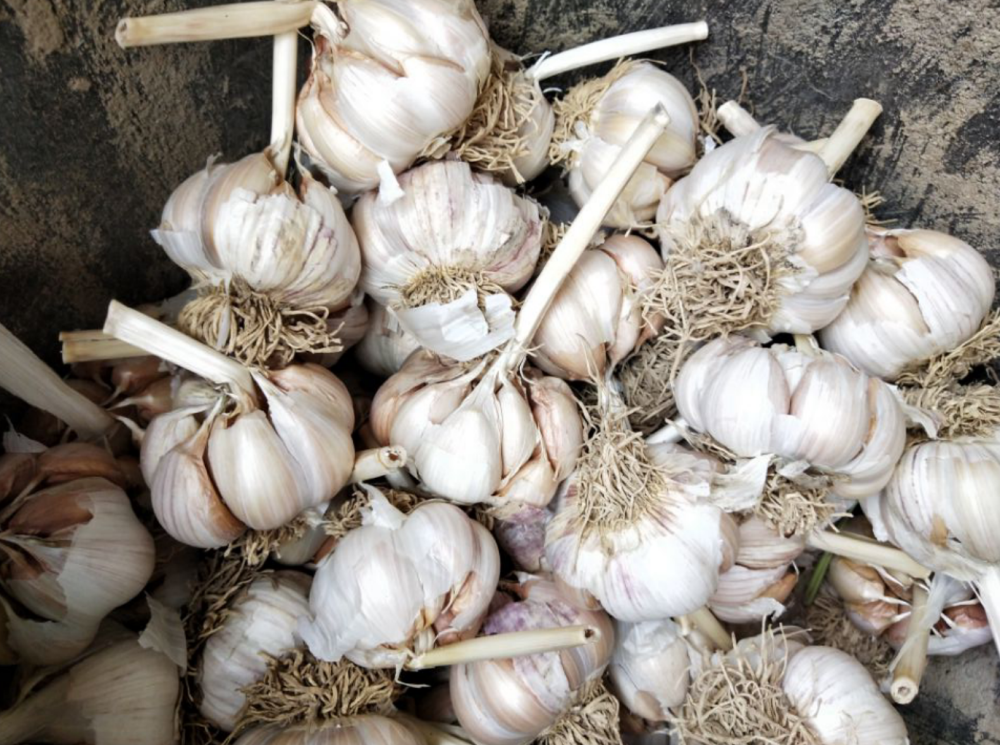 大蒜|大蒜皮能有什么用？教你这样处理的方法，变废为宝，大家争着要