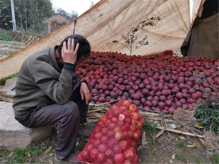 又打悲情牌产地一斤3元不愁卖却被传滞销农民太狠了