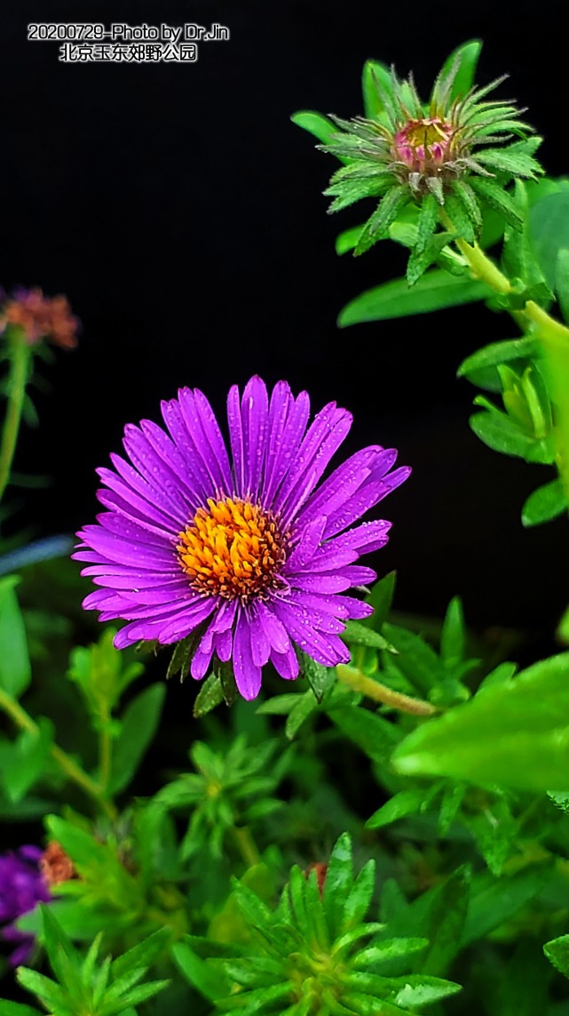 金行博览 北京所见的荷兰菊 荷兰菊 菊科 花卉 菊花