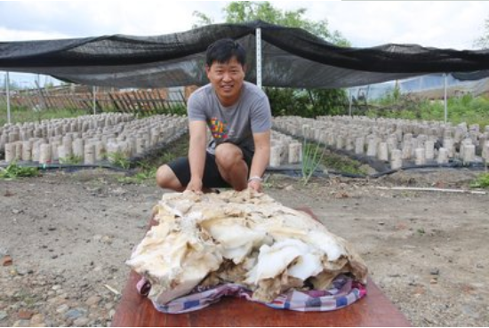 民间 太岁 究竟是什么 生物学家给出答案 它们违背自然规律 腾讯新闻