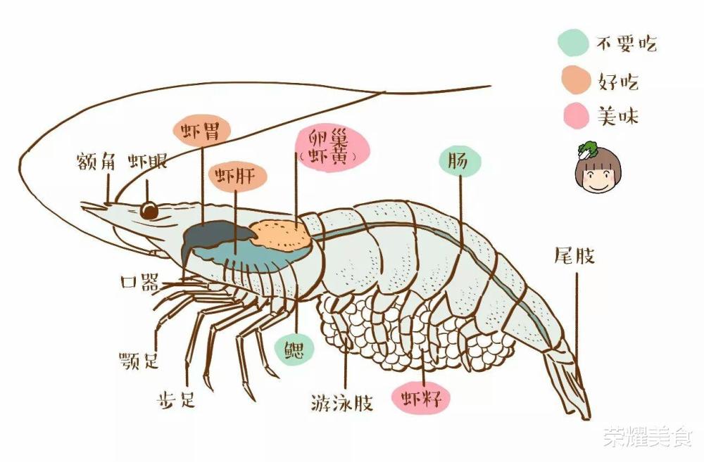 都是能吃的哦,並且也可以說很好吃,但是不能吃太多,畢竟這是蝦的內臟