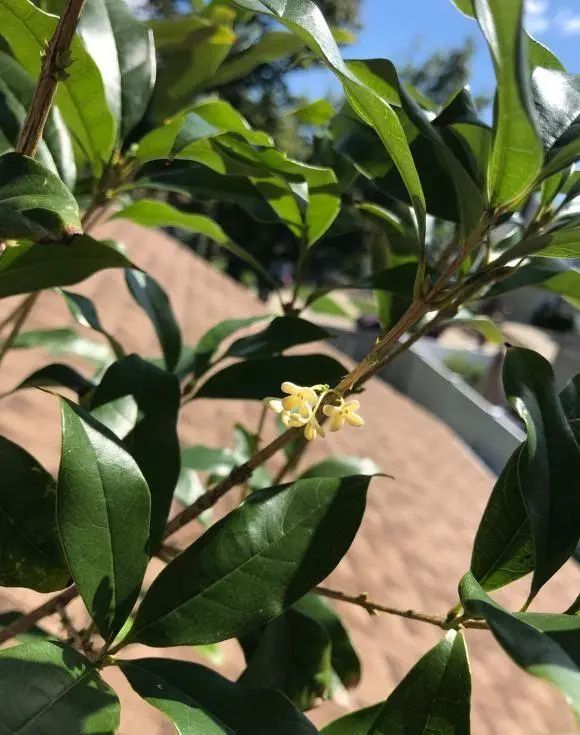 你家的桂花长花苞了吗?没长咋办,赶紧追肥,不要耽误开花